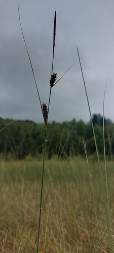 woolly-fruited sedge