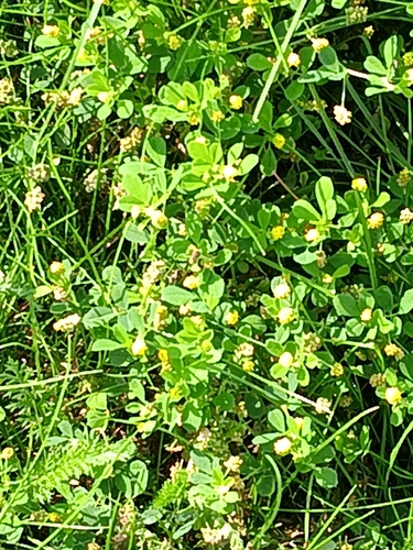 Black Medick