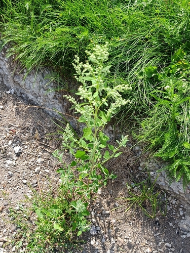 Common Lambsquarters
