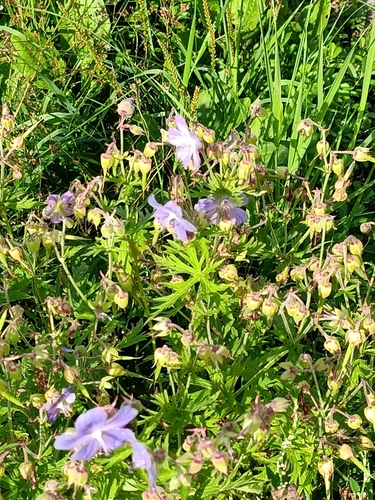 Meadow Crane's-bill