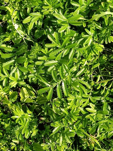 common silverweed
