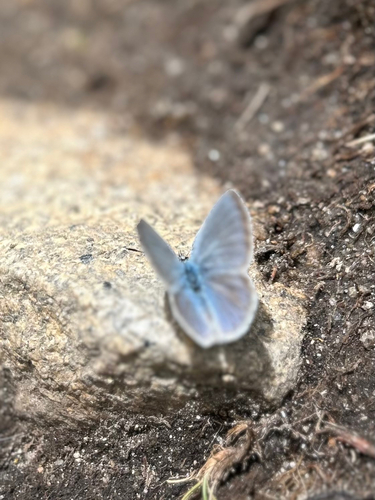 iNaturalist observation photo of Typical Blues