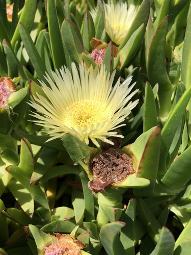 sea fig