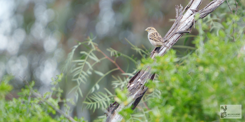 House Sparrow