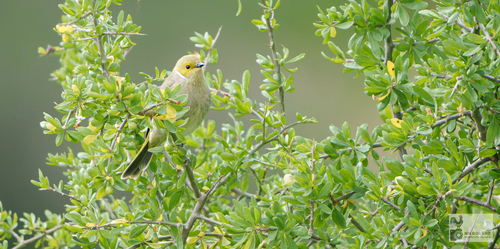 White-plumed Honeyeater