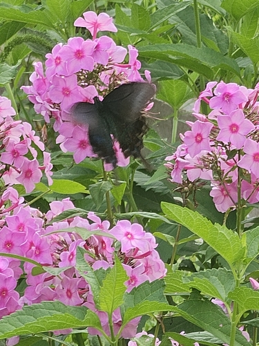 Alpine Black Swallowtail