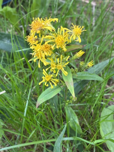 European goldenrod