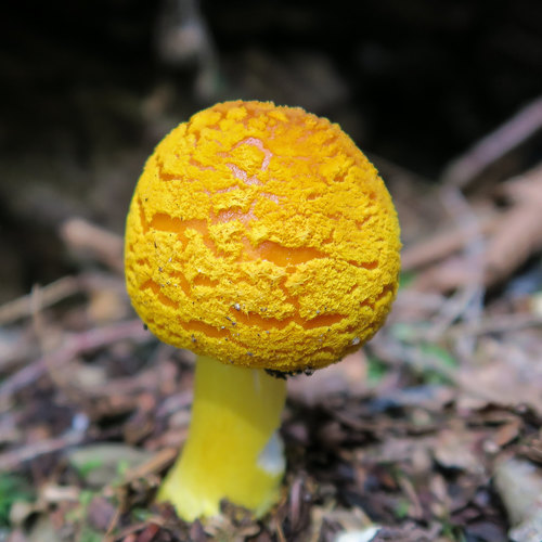 Yellow Patches