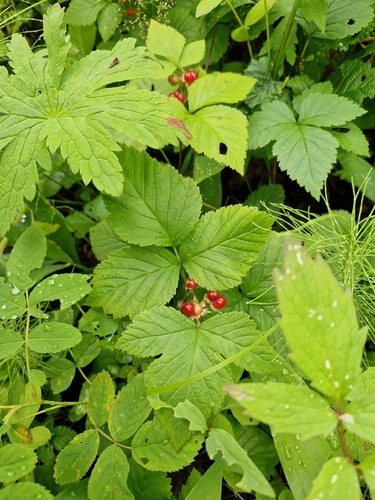 Stone Bramble