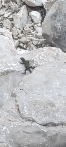 Common Wall Lizard