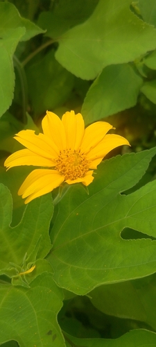 Mexican sunflower