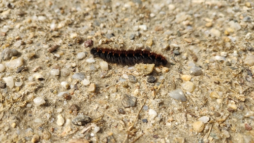 Fox Moth