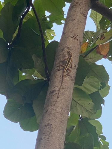 Indian Garden Lizard