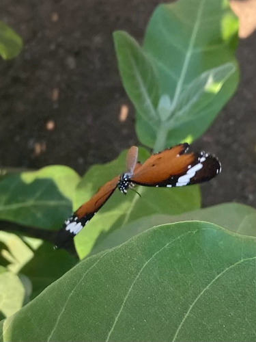Plain Tiger Butterfly