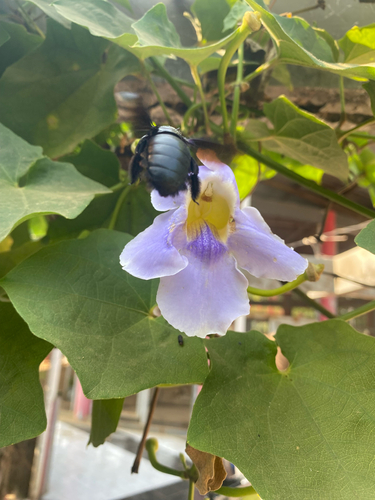 Broad-handed Carpenter Bee