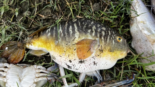 Oblong Blowfish