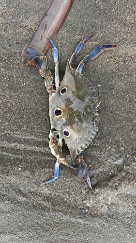 Three-spotted Swimmer Crab