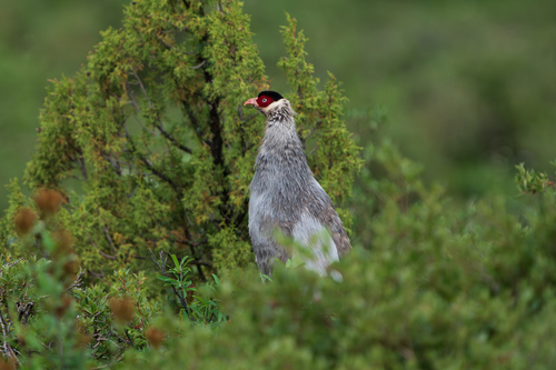 White Eared-Pheasant