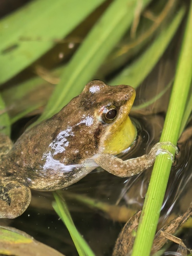 Ahl's River Frog