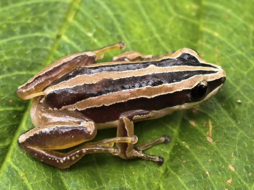 Pyjama Spiny Reed Frog