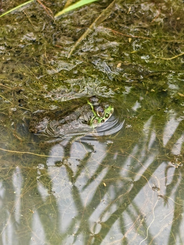 Crowned bullfrog