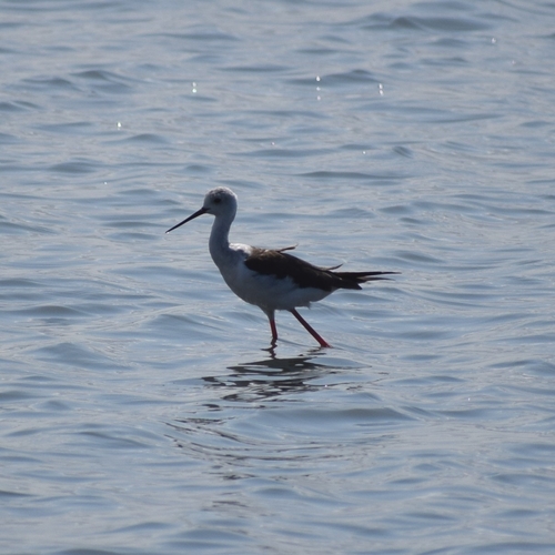 Black-winged Stilt