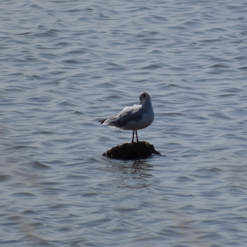 Black-headed Gull