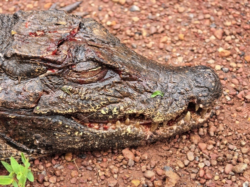 Dwarf Crocodile