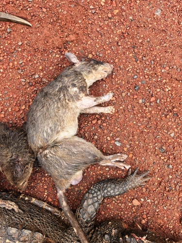 Northern Giant Pouched Rat