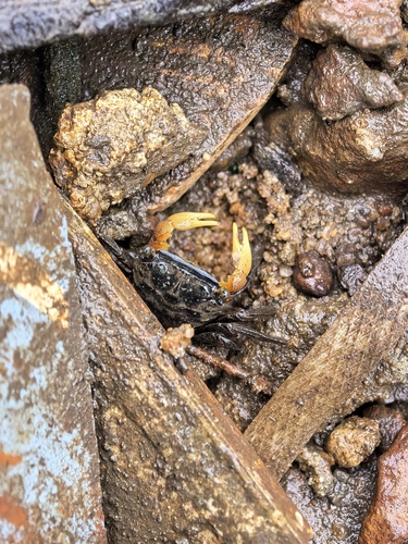 Trapezarma angolensis