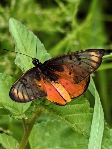 Westwood's Acraea