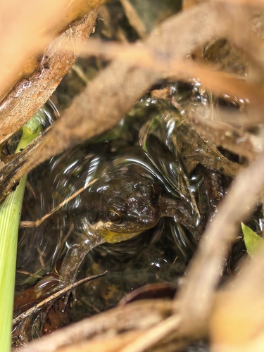 Ahl's River Frog