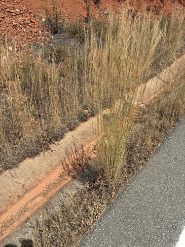 thatching grass