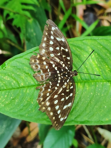 Common Archduke
