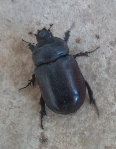 Iberian rhinoceros beetle
