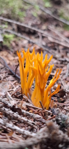 Jelly-antler