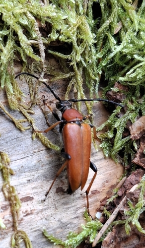 Red Pine Longhorn Beetle