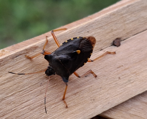 Forest Bug