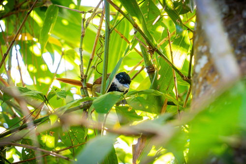 White-bearded Antshrike