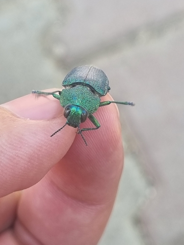 Perotis unicolor