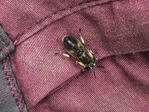 Heptatoma pellucens