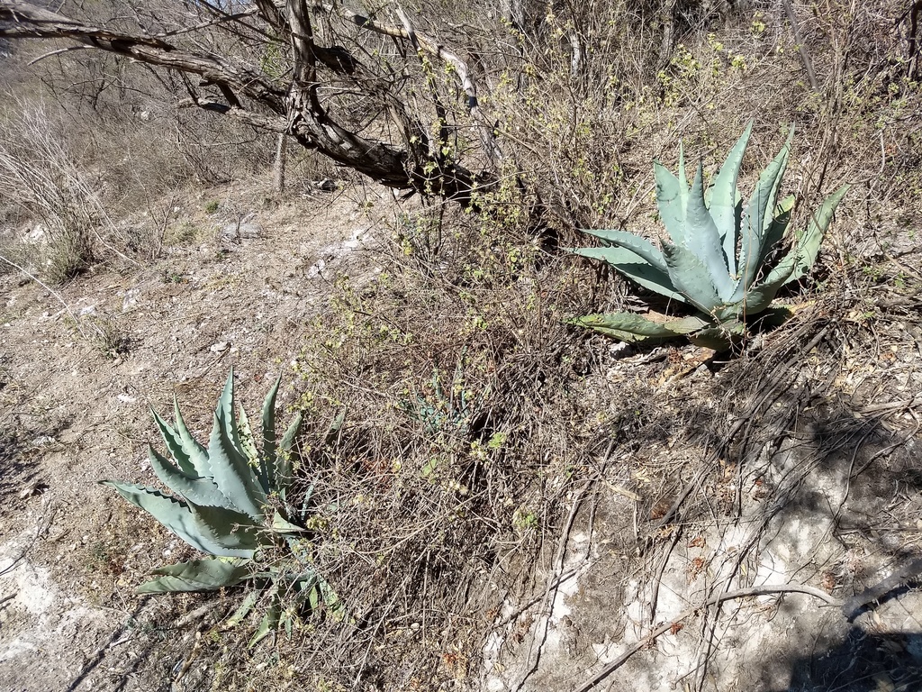 Agave temacapulinensis (Maguey Blanco)