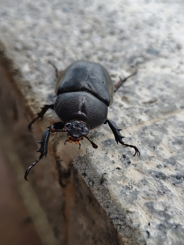 Japanese Rhinoceros Beetle
