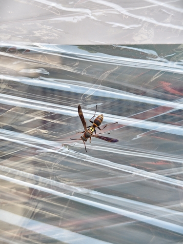 Polistes snelleni