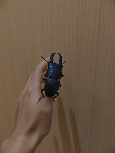 Serrognathus titanus platymelus
