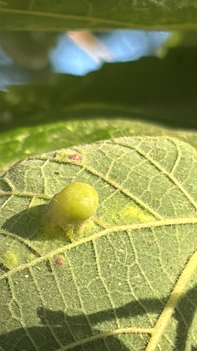 Hackberry Nipplegall Psyllid