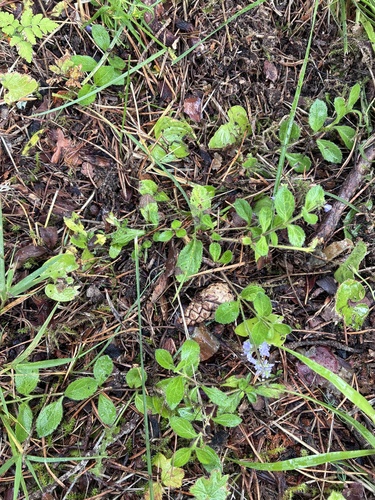 heath speedwell