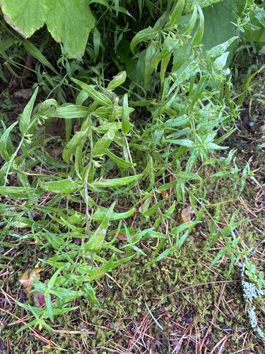 Small Cow-wheat