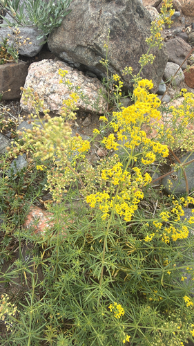 Lady's Bedstraw