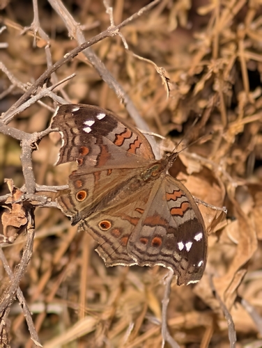 Spotted Brown Pansy